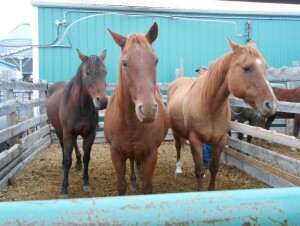 Bay Mare