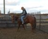 Sorrel QH Gelding