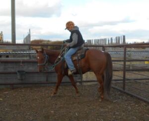 Sorrel QH Gelding