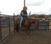 Sorrel QH Gelding - 2