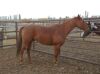 Sorrel QH Gelding - 3