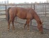 Sorrel QH Gelding - 4