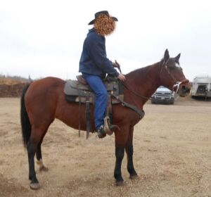 Fancy - Bay QH Mare