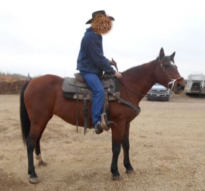 Fancy - Bay QH Mare