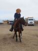 Fancy - Bay QH Mare - 2