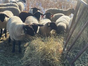 Bred Suffolk or Suffolk Cross Ewe/Ewe Lamb