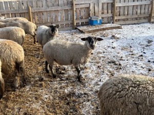 Bred Ewe