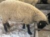 Bred Suffolk or Suffolk Cross Ewe/Ewe Lamb - 3