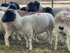 Bred Dorper Ewe - 5