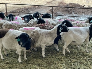 Bred Dorper Ewe