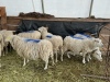 Bred Finn Ewe - 2