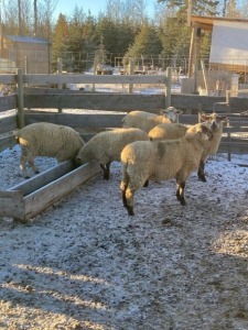 Open Canadian Arcott Ewe Lamb