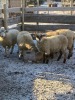 Open Canadian Arcott Ewe Lamb - 2