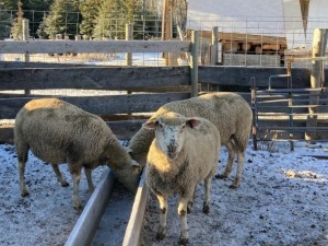 Bred Yearling Canadian Arcott Ewe