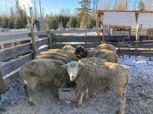 Bred Canadian Arcott Ewe