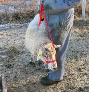 Yearling Canadian Arcott Ram