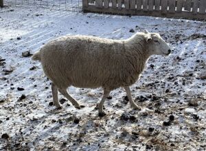 Bred Ewe