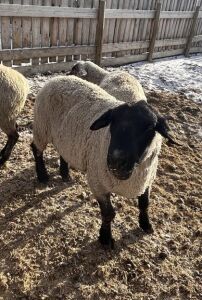 Suffolk Breeding Ram