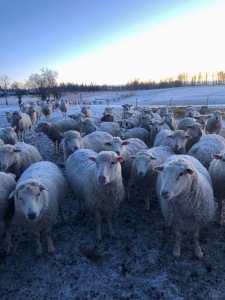 Bred Maternal Composite Ewe