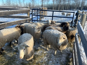 Bred Ewe Lamb or Ewe