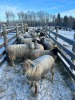 Bred Ewe Lamb or Ewe - 4