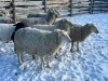 Bred Ewe Lamb or Ewe - 5