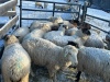 Bred Ewe Lamb or Ewe - 2