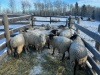 Bred Ewe Lamb or Ewe - 3