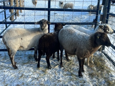 Bred Hair Ewes