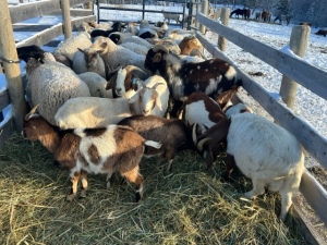 Bred Boer/Kiko Cross Doeling or Nanny