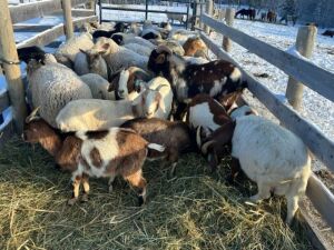 Bred Doeling or Doe