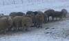 Bred Rideau Arcott Cross Ewes - 3