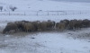 Bred Rideau Arcott Cross Ewes - 4