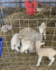 Bred Rideau Arcott Cross Ewes - 5