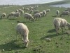 Bred Rideau Arcott Cross Ewes - 6