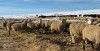 Bred Rideau Arcott Cross Ewes - 2