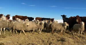 Bred Suffolk Ewes