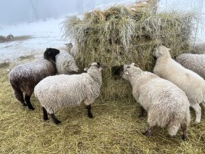 Bred Ewe Lamb