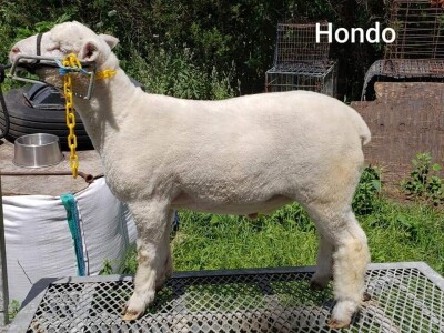 Registered Ille de France Ram