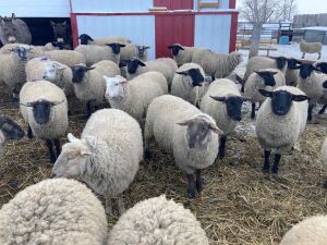 Bred Ewe Lambs