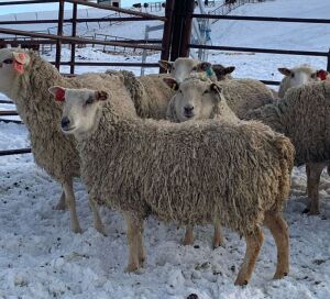 Bred Rideau Arcott Ewe Lambs