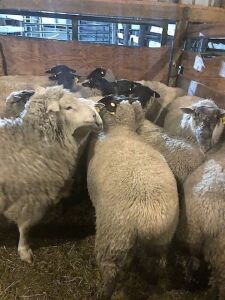 Suffolk Bred Ewe Lamb