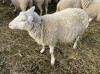 Bred Rideau Arcott Ewe - 5