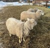 Bred Rideau Arcott Ewe - 3