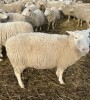 Bred Rideau Arcott Ewe - 4