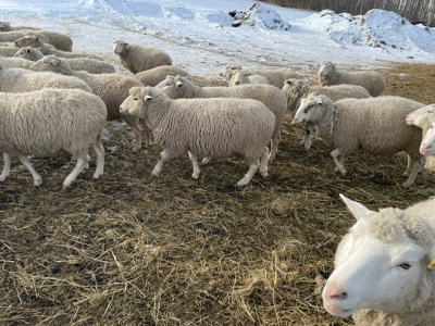 Bred Rideau Arcott Ewe