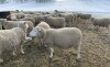 Bred Rideau Arcott Ewe - 2