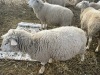 Bred Rideau Arcott Ewe - 6