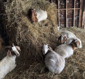 Bred Boer/Kiko Cross Doe