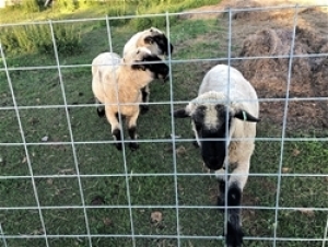 Purebred Hampshire Ram